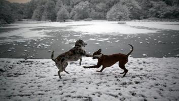 La marmota Phil ya ha dado su veredicto sobre el clima de las próximas semanas