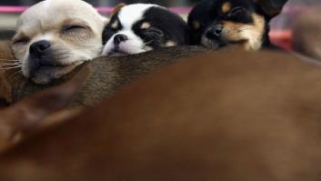 ¿Te acuerdas del cachorro y el caballo de Budweiser? Han vuelto (VÍDEO)