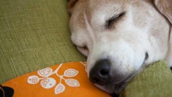 Amor de cachorro: el anuncio viral de Budweiser para la SuperBowl (VÍDEO)