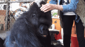 ¿Qué hace un gorila ante una caja de gatitos? Caer rendido de amor (VÍDEO)