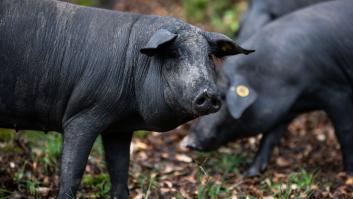 Así se elabora el jamón más exclusivo del mundo