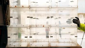 ¿Qué se juega el mundo en las próximas elecciones?