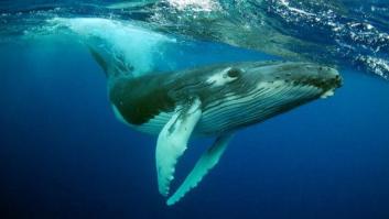 Rescatan a una ballena beluga de 800 kilos en el Sena, a sólo 70 kilómetros de París