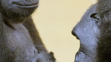 Bebé gorila en Cabárceno: primeras imágenes tras su nacimiento (FOTOS)