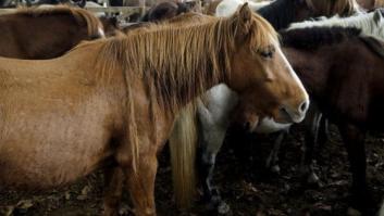 Ingresa en prisión un condenado por maltrato animal por primera vez en España