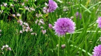 Cómete la primavera