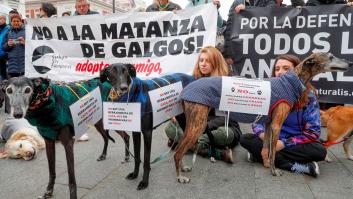 Una voluntaria destapa la "masacre silenciosa" de esta raza de perros en España: "No vale ni una peseta"