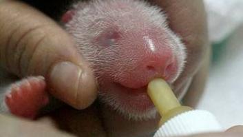 Nacen dos gemelos de oso panda en el Zoo Aquarium de Madrid