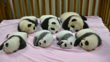 Entre la diversión y la desesperación: así es trabajar con osos panda (VÍDEO)