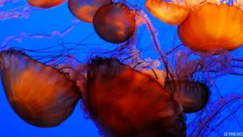 ¿Comer merluzas o medusas?