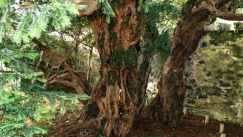 El árbol más antiguo de Reino Unido está "experimentando un cambio de sexo"