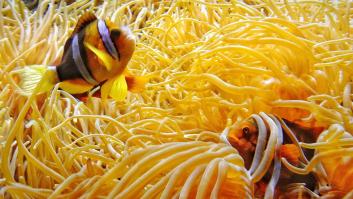 Los peces también sufren el desamor