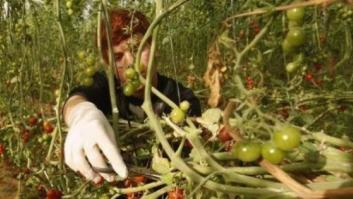 La UE señalará los productos israelíes de zonas ocupadas ilegalmente en Palestina