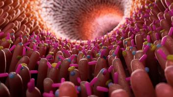 Una bacteria del intestino potencia la resistencia física