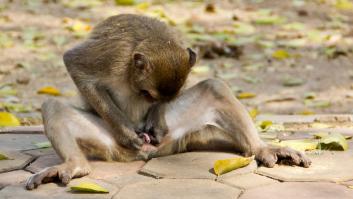 ¿Por qué los hombres somos los primates con el pene más grande?