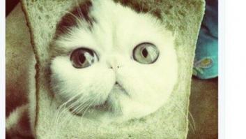 La noche de los gatitos belgas