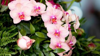 La genial respuesta de su compañero de piso tras pedirle que le cuidara las plantas