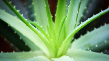 Con esta planta puedes cargar tu smartphone (VÍDEO)