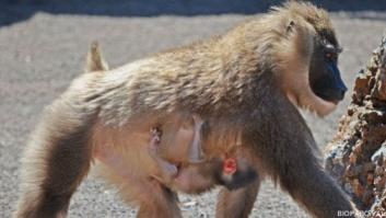 Driles en España: nace una nueva cría Bioparc (FOTOS)
