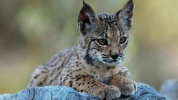 Lince ibérico: el biólogo andaluz que intenta salvarlo de la extinción (VÍDEO, FOTOS)