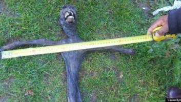 El "alien" hallado en Sudáfrica es una cría de babuino momificada (FOTO)