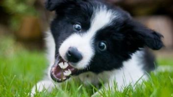 Presentan una ILP en Madrid para prohibir sacrificar animales abandonados e impulsar la esterilización