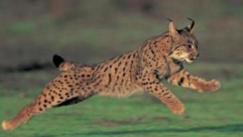 El lince ibérico podría extinguirse en 50 años, según un estudio de 'Nature Climate Change'