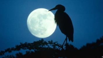 Se duerme peor con luna llena: los ciclos lunares alteran el sueño, según un estudio en 'Current Biology'