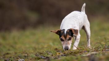 Las claves para pasear al perro en época de procesionarias