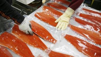 El 'frankensalmón' llega a los platos