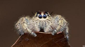 Arañas impresionantes muy de cerca (FOTOS)