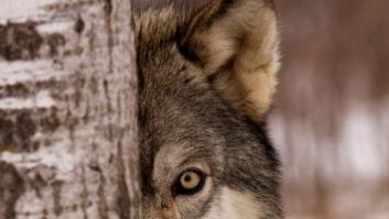 Los lobos aúllan cuando un amigo se va (VÍDEOS)