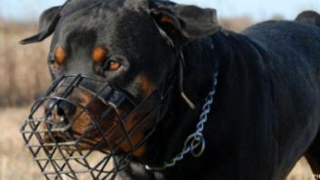 ¿Penas de cárcel para los dueños de perros peligrosos?