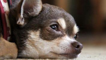 Consejos para que tu mascota no lo pase mal con los fuegos artificiales y petardos