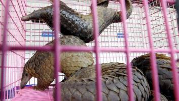 ¿Por qué el pangolín se encuentra en peligro de extinción?