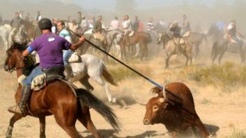 El PP rechaza en el Congreso legislar contra el maltrato animal y el Toro de la Vega