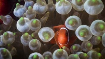 Mira los arrecifes de coral antes de que desaparezcan (FOTOS)