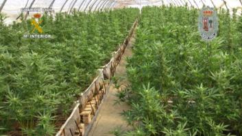 La guerra de partidos por la regularización del cannabis