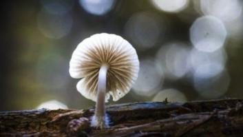 Estas fotos de setas salvajes te harán alucinar