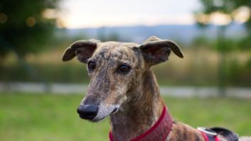 Veterinarios notifican dos casos de perros con listeriosis que consumieron la carne contaminada