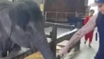 Una turista graba sin querer el maltrato que recibe un elefante en un zoo de Tailandia