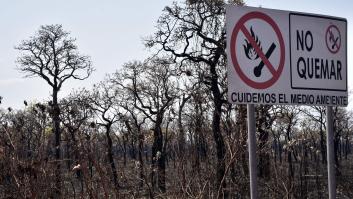Por qué se recuperarán mucho antes los bosques canarios que los amazónicos