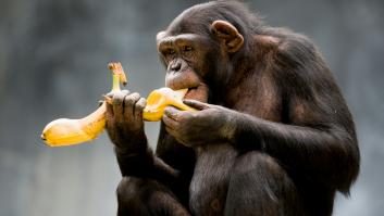 Como en los tiempos del mono