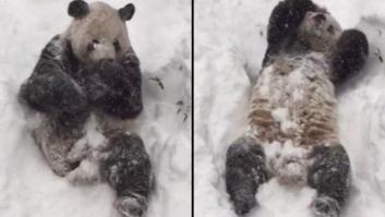 Un oso panda se revuelca de la felicidad en la nieve y se convierte en un viral mundial