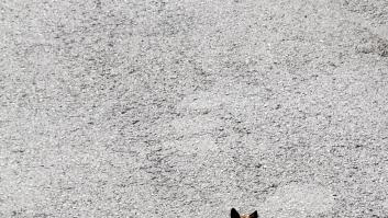 De amigos y de humanos