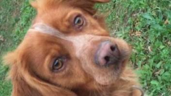 Condenan a 11 meses de prisión a un individuo acusado de pisar a un perro hasta la muerte