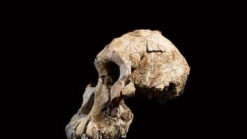 MRD: El cráneo que está cambiando lo que creíamos saber sobre la evolución