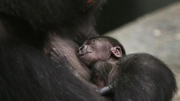 El angustioso vídeo que destapó el maltrato animal en un laboratorio de Madrid