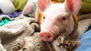 Una gatita y una cerdita nos dan una lección de amor con este vídeo
