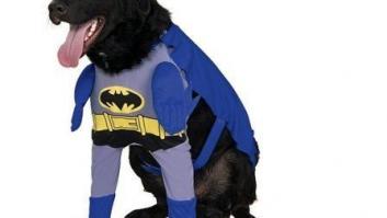 14 disfraces para que tu mascota arrase este carnaval (FOTOS)